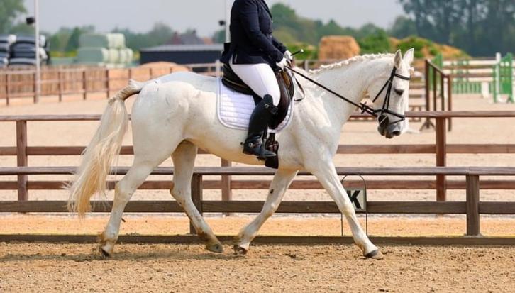 wandelpaard / recreatie paard, Dieren en Toebehoren, Paarden, Merrie, 11 jaar of ouder, Recreatiepaard, Met stamboom, Gechipt
