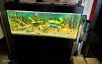 Goed draaiende aquarium met meubel plus toebehoren en vissen, Ophalen, Gebruikt, Verlichting of Verwarming