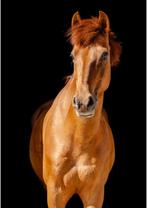 11 jarige dresuurpony met 3 kwalitatieve gangen, Dieren en Toebehoren, Pony's, Gechipt, Ruin, Dressuurpony, M