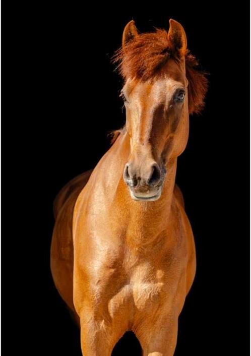 11 jarige dresuurpony met 3 kwalitatieve gangen, Dieren en Toebehoren, Pony's, Ruin, M, D pony (1.37m tot 1.48m), Dressuurpony