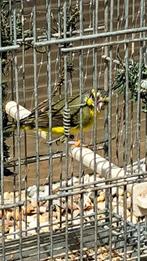 Mozambiquesijs man 2024, Dieren en Toebehoren, Vogels | Overige Vogels