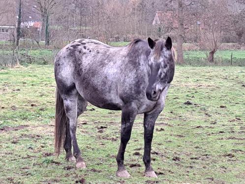 Appaloosa ruin, Dieren en Toebehoren, Paarden, Ruin, 160 tot 165 cm, 3 tot 6 jaar, Recreatiepaard, Gechipt, Ontwormd, Ingeënt