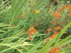 Crocosmia masonianum, Tuin en Terras, Planten | Tuinplanten, Volle zon, Vaste plant, Zomer, Ophalen