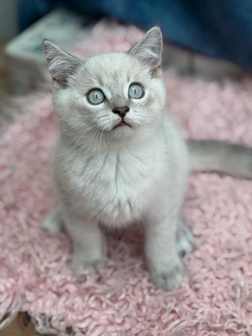 Brits korthaar, Dieren en Toebehoren, Katten en Kittens | Raskatten | Korthaar, Meerdere dieren, 0 tot 2 jaar, Met stamboom, Gechipt