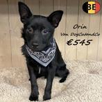 Orin, Schipperke pup - uniek Belgisch ras, Dieren en Toebehoren, België, 15 weken tot 1 jaar, CDV (hondenziekte), Meerdere