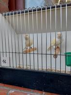 Kanaries POPPEN ! Gereserveerd voor Danny tot vrijdagmiddag, Dieren en Toebehoren, Vogels | Kanaries