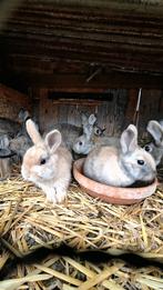 Dwergkonijnen, Dieren en Toebehoren, Meerdere dieren, Dwerg, 0 tot 2 jaar