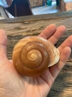 Heremietkreeft - groot slakkenhuis - zeeslak - schelp, Ophalen of Verzenden, Fossiel