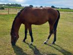 2jarige dressuurmerrie, Dieren en Toebehoren, Paarden, Merrie, Gechipt, Dressuurpaard, 0 tot 2 jaar