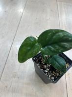 Scindapsus Black Mamba Mutation, Ophalen of Verzenden