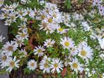 aster nain blanc, Tuin en Terras, Volle zon, Vaste plant, Herfst, Ophalen