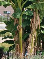 Banaan plant, Tuin en Terras, Ophalen