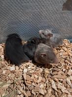 Goudhamsters, Dieren en Toebehoren, Knaagdieren, Hamster, Januari, Meerdere dieren, Tam