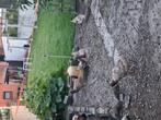 Jardin, Tickets en Kaartjes