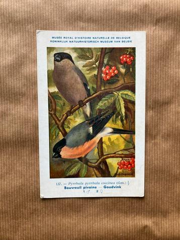 Vogels van België Nr. 137 Goudvink, Enlèvement ou Envoi, Non affranchie, Oiseaux