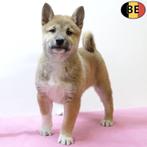 Shiba Inu - Belgische pups te koop, Dieren en Toebehoren, België, CDV (hondenziekte), 8 tot 15 weken, Meerdere