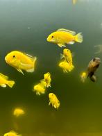 Labidochromis caeruleus, Dieren en Toebehoren
