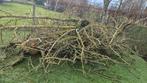 Gratis brandhout dat u kunt ophalen. RUISELEDE, Enlèvement
