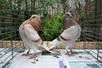 op zoek naar gelderse slenk, Dieren en Toebehoren, Pluimvee, Overige soorten