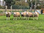 Schapen bokken en ooien te koop zuivere texel, Schaap