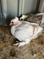 sierduiven, Dieren en Toebehoren, Vogels | Duiven, Geslacht onbekend, Overige soorten