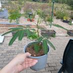 Albizia/Perzische Slaapboom, Ophalen