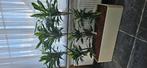 Dracaena Fragrans Drakenbloedboom, Ophalen, Zo goed als nieuw, Kunststof, Binnen