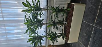 Dracaena Fragrans Drakenbloedboom beschikbaar voor biedingen