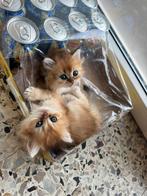 Munchkin non standaard poesje, Poes, Gechipt, 0 tot 2 jaar