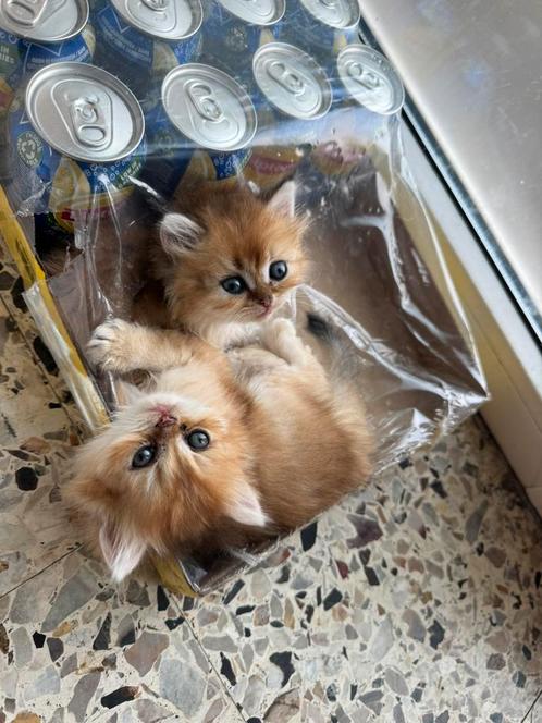 Munchkin non standaard poesje, Dieren en Toebehoren, Katten en Kittens | Raskatten | Langhaar, Poes, 0 tot 2 jaar, Gechipt, Ontwormd