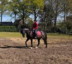 Grote D pony te koop, Dieren en Toebehoren, B, Gechipt, Ruin, 7 tot 10 jaar