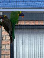 Mutatie lori van de blauwe bergen greygreen, Dieren en Toebehoren, Vogels | Parkieten en Papegaaien, Geringd