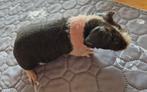 Skinny pig -cobaye nu - femelle, Dieren en Toebehoren, Knaagdieren, Cavia, April, Vrouwelijk, Tam