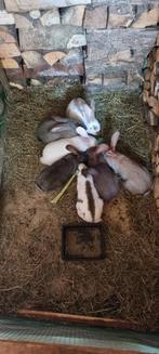 Jonge (vlees)konijnen, Dieren en Toebehoren, Konijnen, Meerdere dieren, Groot, 0 tot 2 jaar