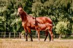 Prachtig veulen van Taloubet Z, Dieren en Toebehoren, Paarden, Springpaard, Gechipt, 0 tot 2 jaar, Hengst