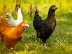 Jonge legkippen, Dieren en Toebehoren, Pluimvee
