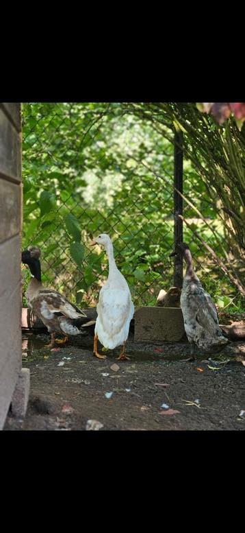 Indische loopeenden  beschikbaar voor biedingen