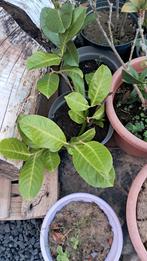 Lauriestruiken in pot, Tuin en Terras, Ophalen, Vaste plant, Overige soorten