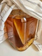 Scoby kombucha + startersvloeistof + recept, Diversen, Levensmiddelen, Ophalen