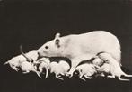 WITTE  RAT  MET  JONGEN, Collections, Cartes postales | Animaux, Affranchie, Rongeur, Envoi, 1960 à 1980