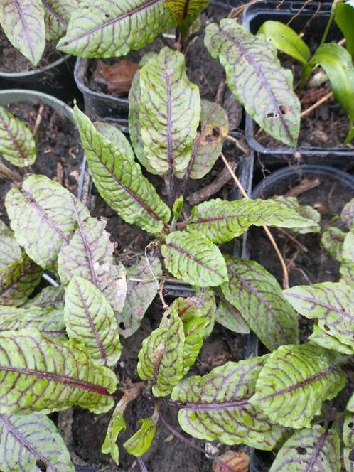 oseille - oseille à feuilles, Jardin & Terrasse, Plantes | Jardin, Plante fixe, Plantes potagères, Mi-ombre, Enlèvement