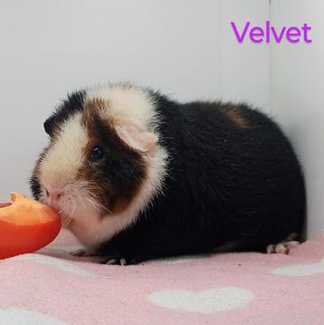 2 mooie cavia zeugjes zoeken nieuwe thuis beschikbaar voor biedingen