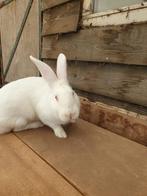 Rammelaar, Dieren en Toebehoren, Konijnen