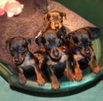 Chiots Pinscher nain avec pedigree, Dieren en Toebehoren, Honden | Bulldogs, Pinschers en Molossers, CDV (hondenziekte), Particulier