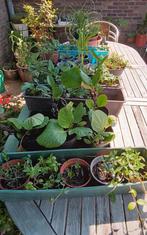 Allerlei tuinplanten, Mortsel, Ophalen