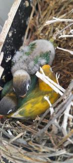Personatas, Dieren en Toebehoren, Vogels | Parkieten en Papegaaien