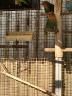 Jonge dwergpapegaaien agapornid verschillende, Dieren en Toebehoren, Vogels | Parkieten en Papegaaien