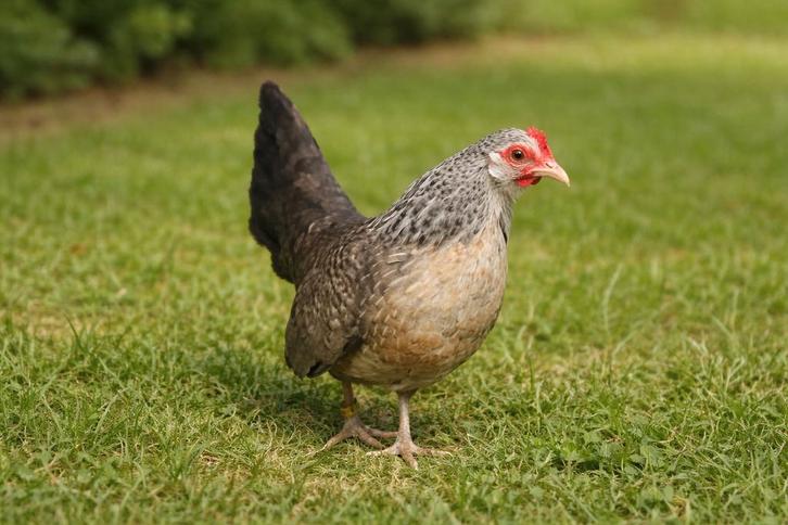 Hollandse krielkippen jonge hennen beschikbaar, Dieren en Toebehoren, Pluimvee, Kip, Vrouwelijk