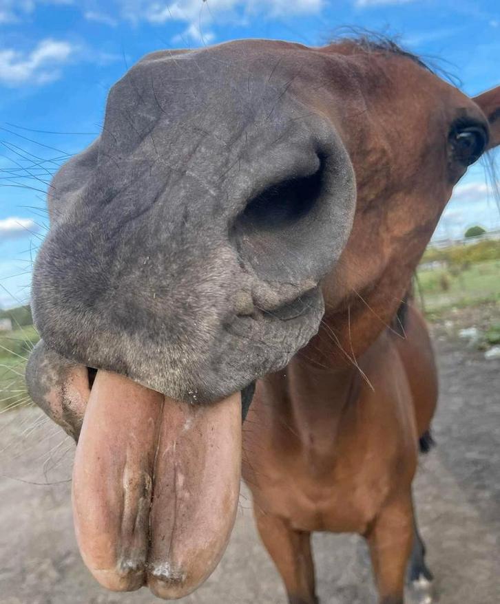 Verzorgpaard beschikbaar - regio St-Katelijne-Waver, Dieren en Toebehoren, Paarden en Pony's | Verzorgingsproducten, Ophalen of Verzenden