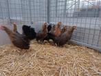 Kippen legkippen sierkippen pluimvee open 1 mei!!, Dieren en Toebehoren